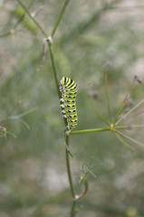 Monarch Caterpillar
