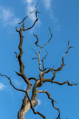 Fototapeta na wymiar Dead oak tree branch against blue sky vertical image