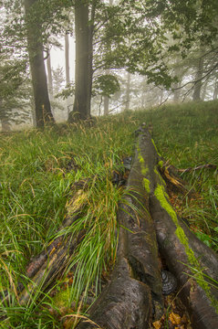 Fallen tree in forest grass