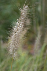 Grass Seedhead