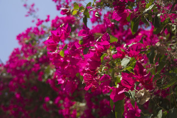 Fototapeta premium Bougainvillea
