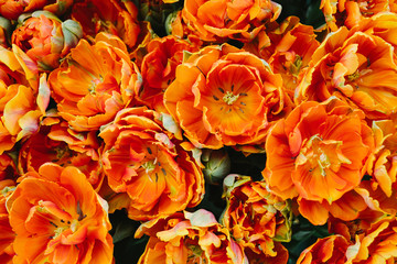 group of orange tulips in spring