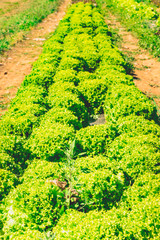 alignment of ripe salads in an organic field