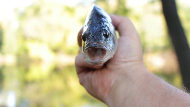 River perch with an open mouth in the hands of a fisherman. The perch opens his mouth and moves the gills