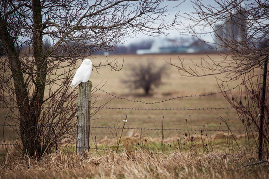Image of a pure white snow owl sitting serenely on a fence post