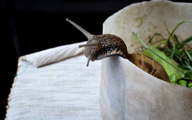 head of snail trying to escape