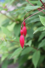 fuchsia
