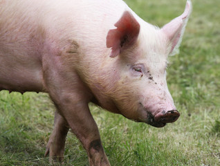 Portrait of a young pig at animal farm on green grass meadow