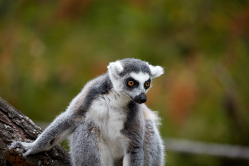 lemur catta, a curious animal