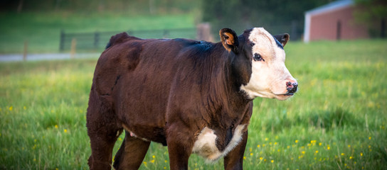 Veal in a green pasture
