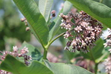 Obraz premium wild flower