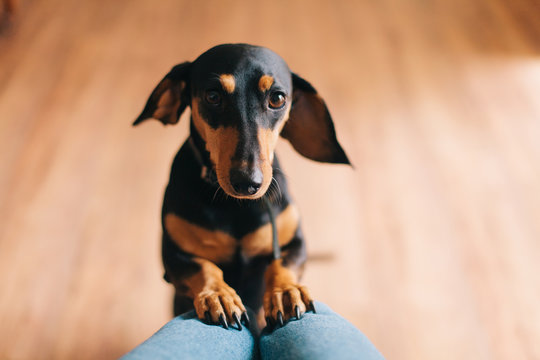 Cute small dog looking at camera