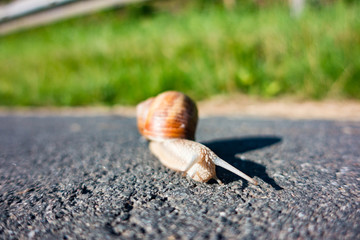 Snail on the asphalt
