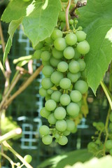 grapes