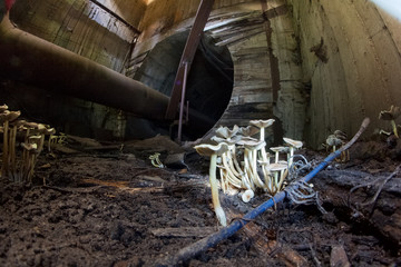 White mushrooms in underground sewer tunnel