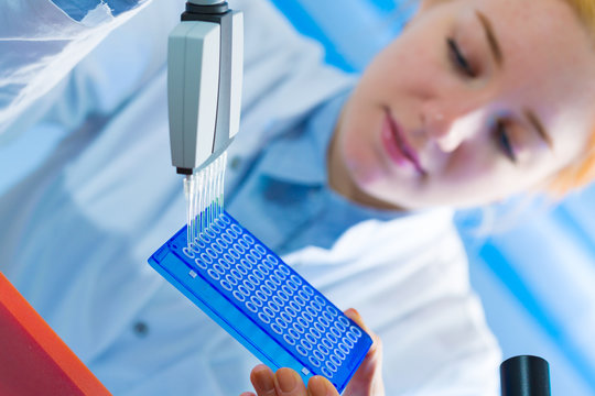using a multi channel pipette for pcr  processing in microbiological laboratory