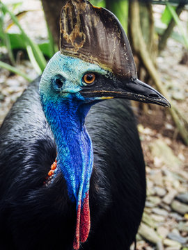 Cassowary bird in Australian rain forest