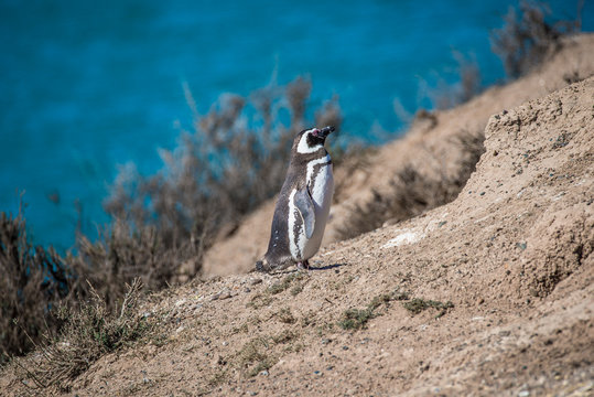 Magellanic penguins at the nest, peninsula Valdes, Patagonia