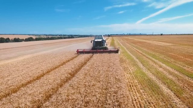 Aerial drone shot of a modern combine harvester working day in a big wheat field. Harvesting.