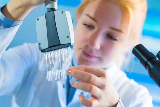 using a multi channel pipette for pcr  processing in microbiological laboratory