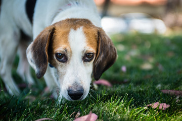 Portrait of an adult beagle hound dog outside on grass.