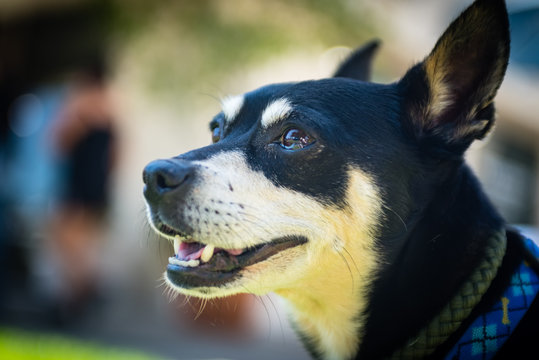 Portrait of a happy dog looking up.