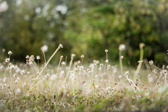 Field of flowers