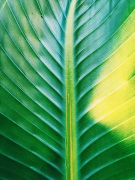 Close-up of green leaf