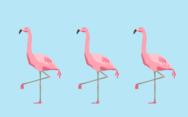 pink flamingo birds over blue background
