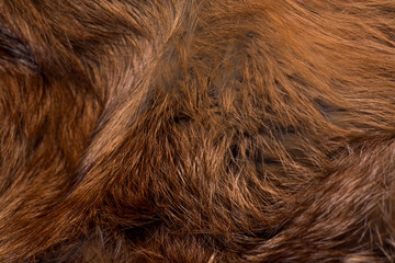 Classy and luxurious red fox fur