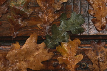 Autumn oak leaves on a wet wooden table