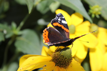 vanessa atalanta
