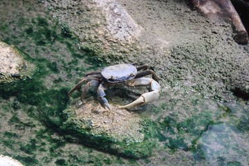 crabe dans un aquarium