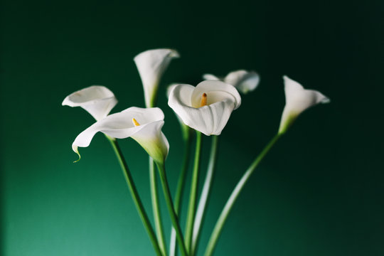 White callas bouquet