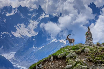 Vlies Fototapete Mont Blanc Steinbock, Bergkette Mont-Blanc, Französische Alpen