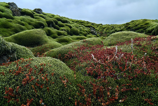 Stacked focus photograph of Icelandic mossy lava fields in south iceland