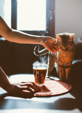 curious cat smelling coffee