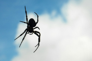 spider shape hanging in the air in blue sky and white clouds background