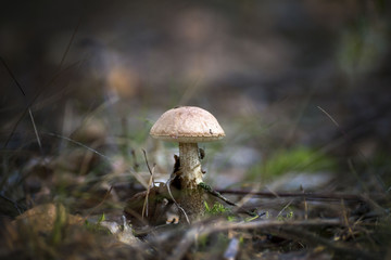 Bolete mushrooms, edible boletus