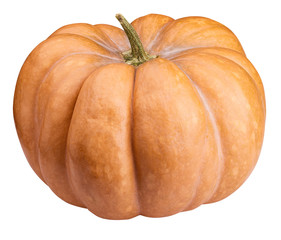 Pumpkin isolated on white, thanksgiving day