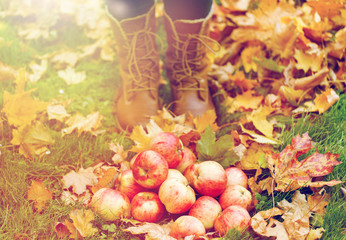 woman feet in boots with apples and autumn leaves