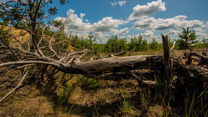 Fototapeta na wymiar fallen dry tree in a pine forest.