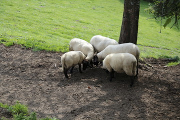 Gruppe Schafe auf der Weide