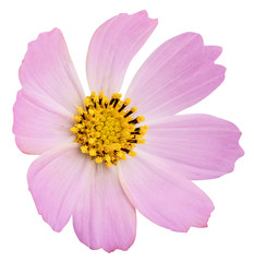 Pink daisy flower isolated on white background