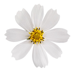 White daisy flower isolated on white background