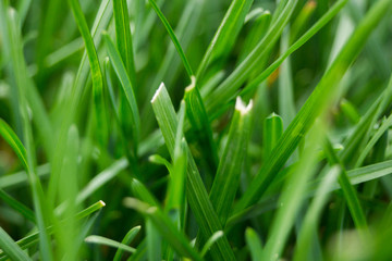 Close up of green grass