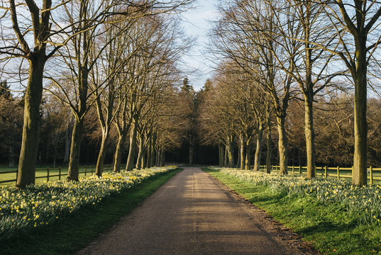 Daffodils growing beside a remote country road. Norfolk, UK.