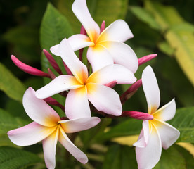bunch of white tropical, exotic frangipani flowers closeup. Paradise flowers, symbol of spa, wellness and tropical vacation	