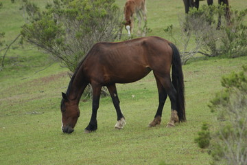 Obraz premium KOŃ NA WZGÓRZE 1