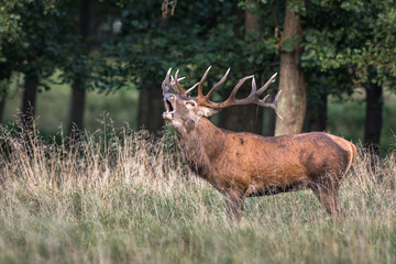 Red deer, Cervis elaphus, roaring in runting season, september